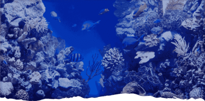 Read more about the article Discover the Underwater World