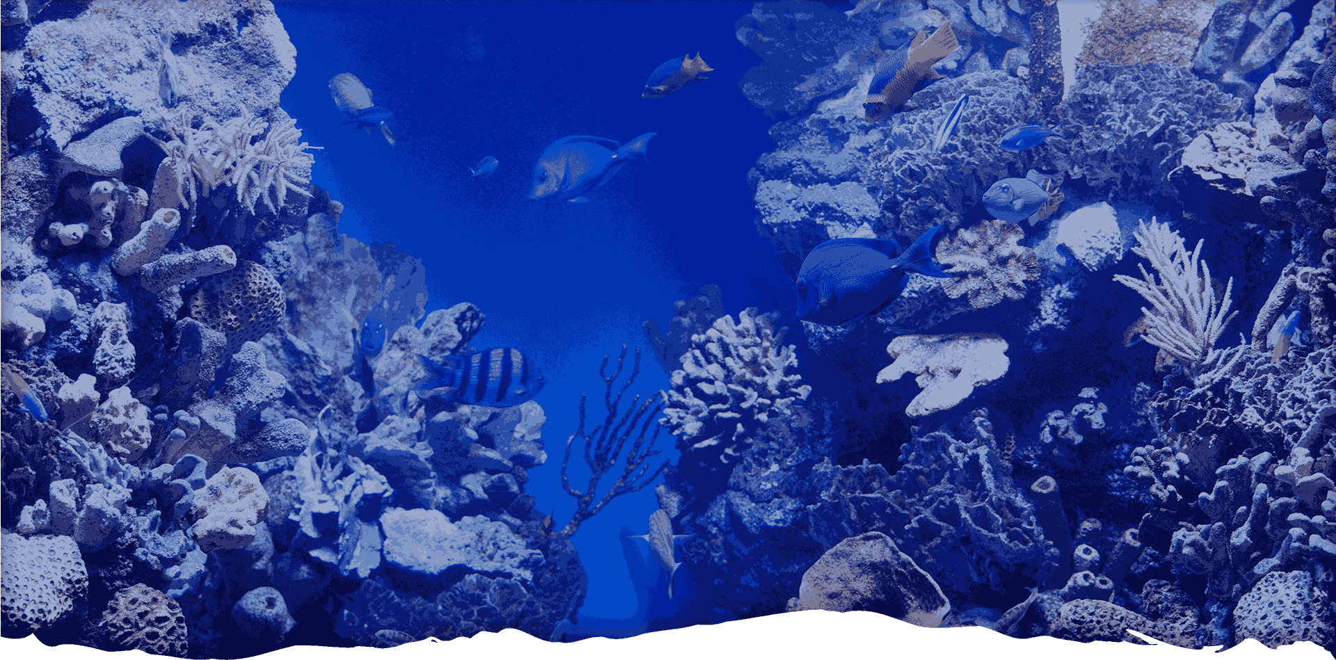 Read more about the article Experience the underwater world