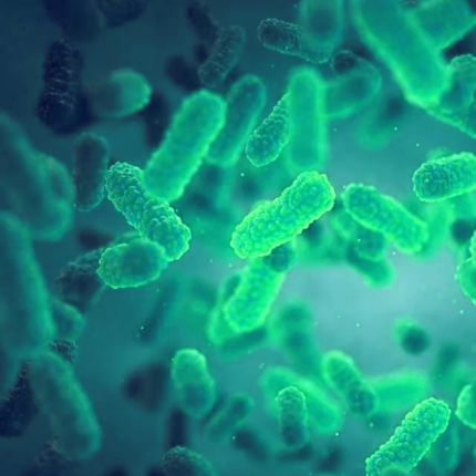 BACILLUS COAGULANS