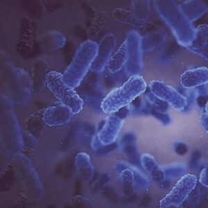 LACTOBACILLUS ACIDOPHILUS