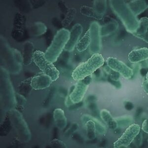 PEDIOCOCCUS ACIDILACTICI