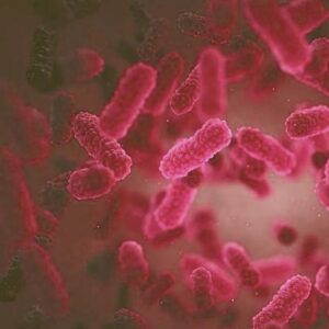 RHODOBACTER SPHAEROIDES