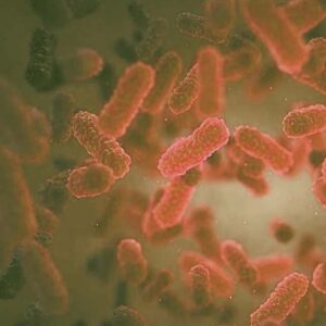 RHODOCOCCUS RHODOCHROUS