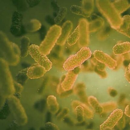 SACCHAROMYCES BOULARDII